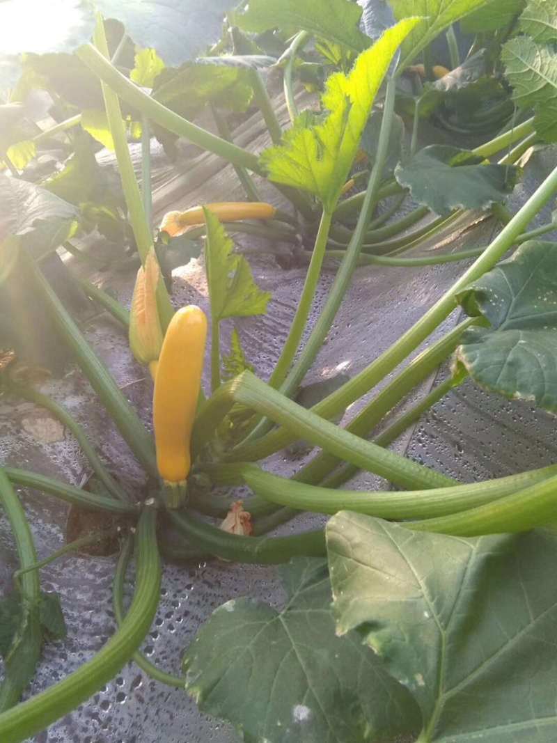 青黄葫芦