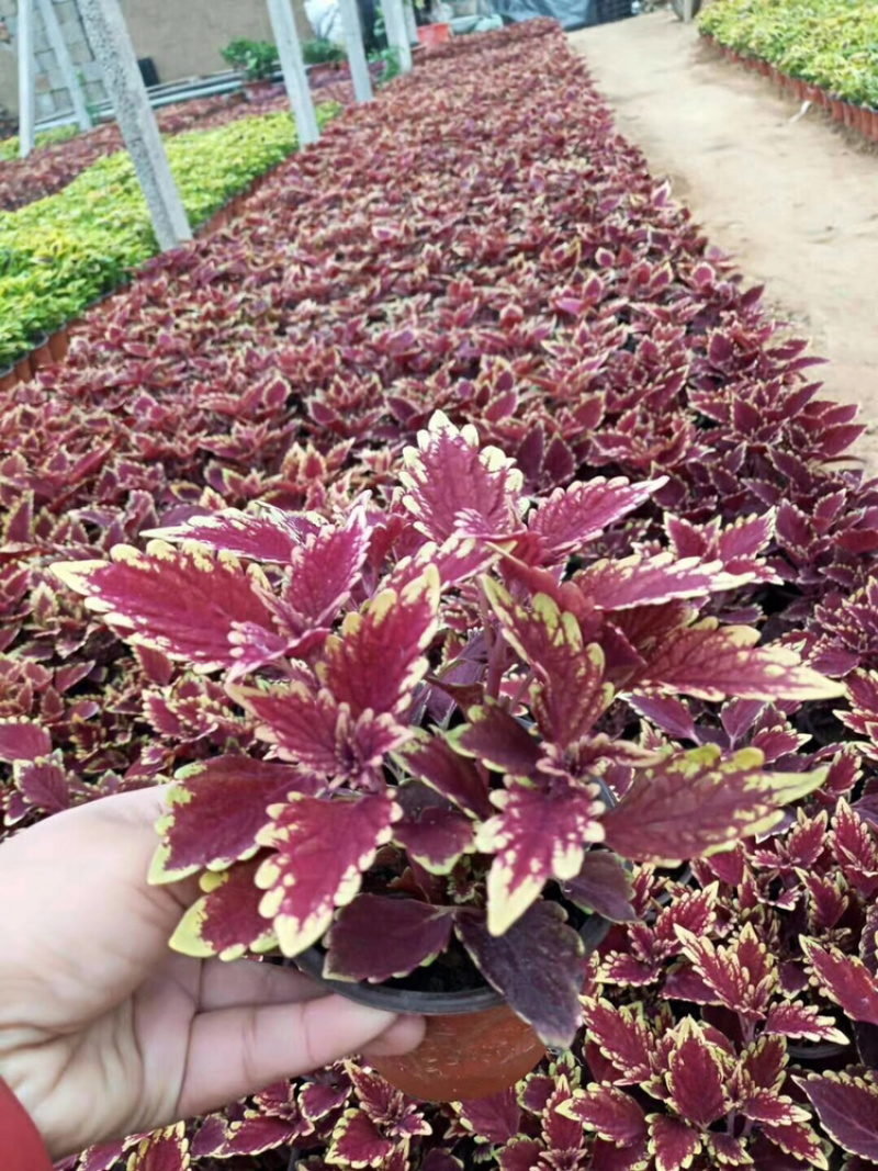 基地进口彩叶草穴盘苗营造杯双色盆都有货
