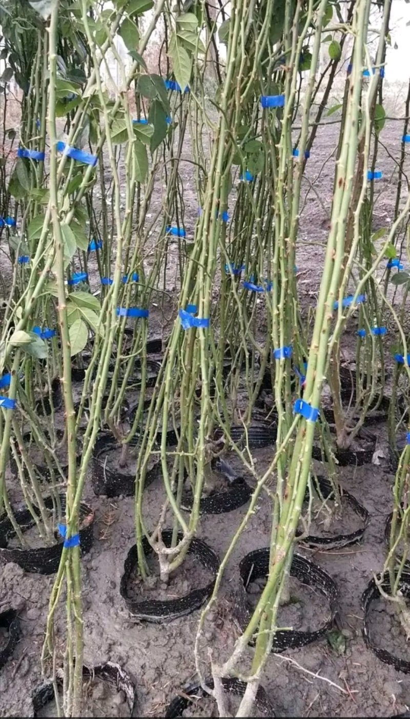 批量出售蔷薇，杯苗蔷薇，杯型多，成都货源
