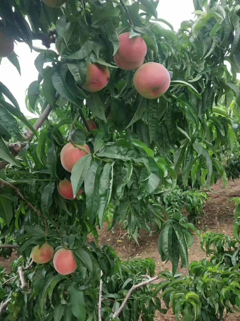 水蜜桃批发价格山东毛桃产地批发沂南潍坊毛桃产地价格
