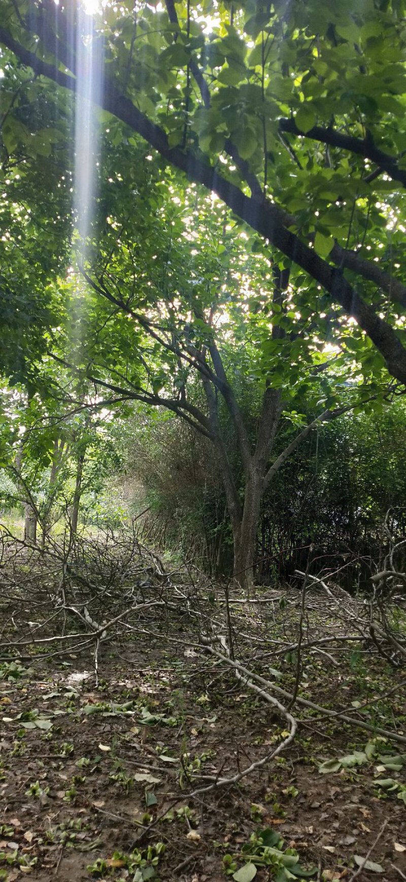 柿子树
