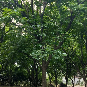 柿子树