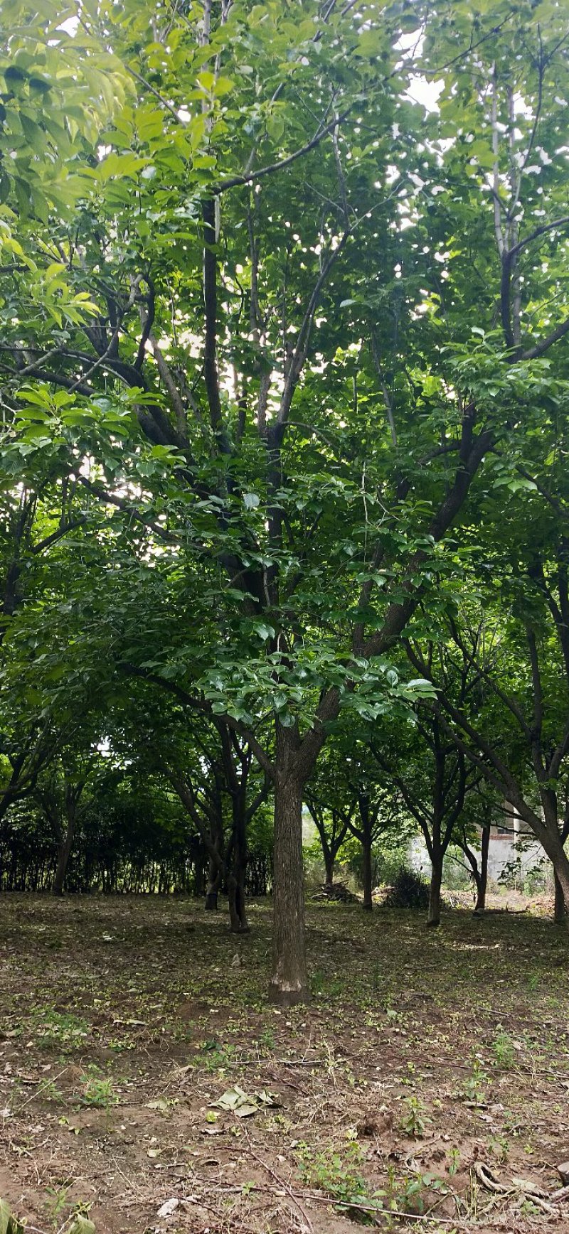 柿子树