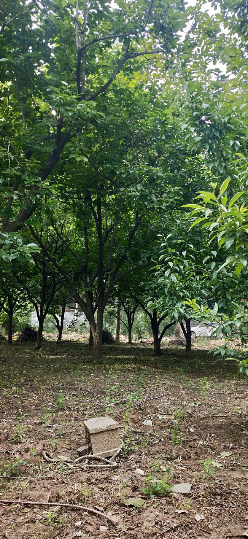 柿子树