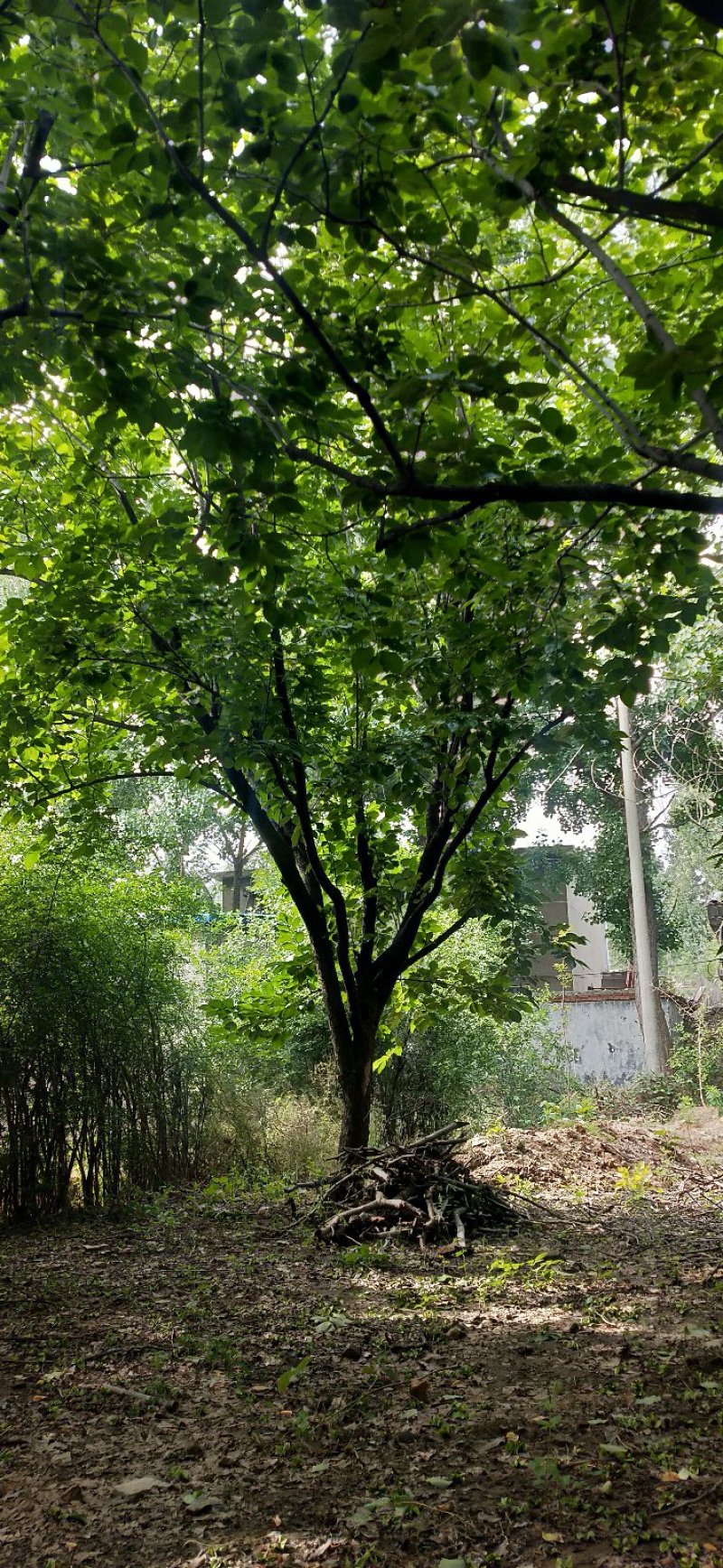 柿子树