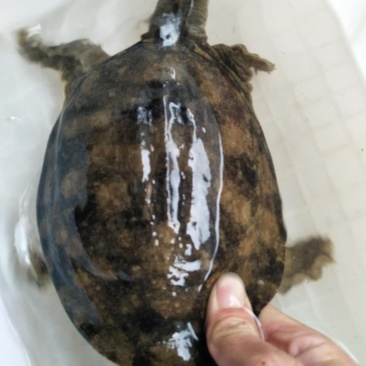 甲鱼，水鱼，鳖，