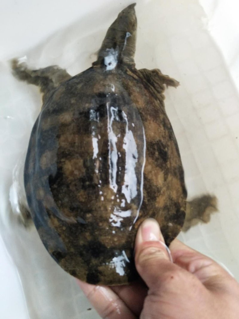 甲鱼，水鱼，鳖，