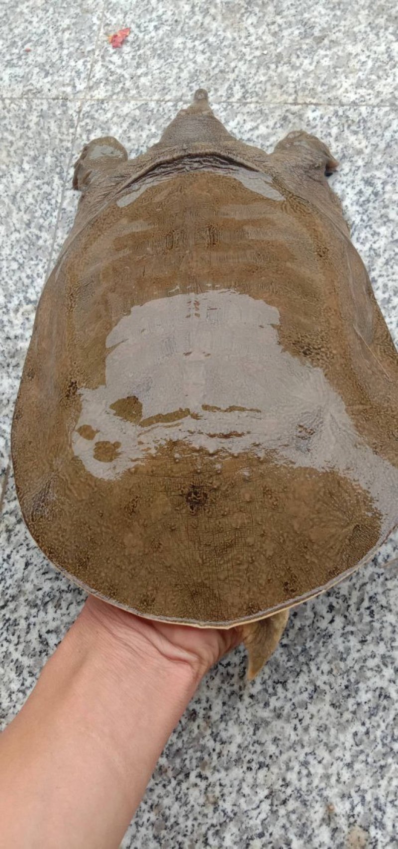 甲鱼，水鱼，鳖，