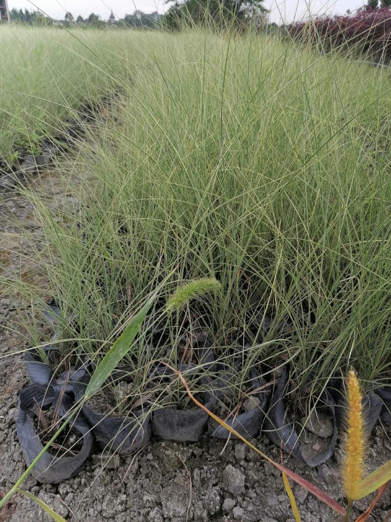 基地直销细叶芒自家苗圃批发细叶芒细叶芒杯苗