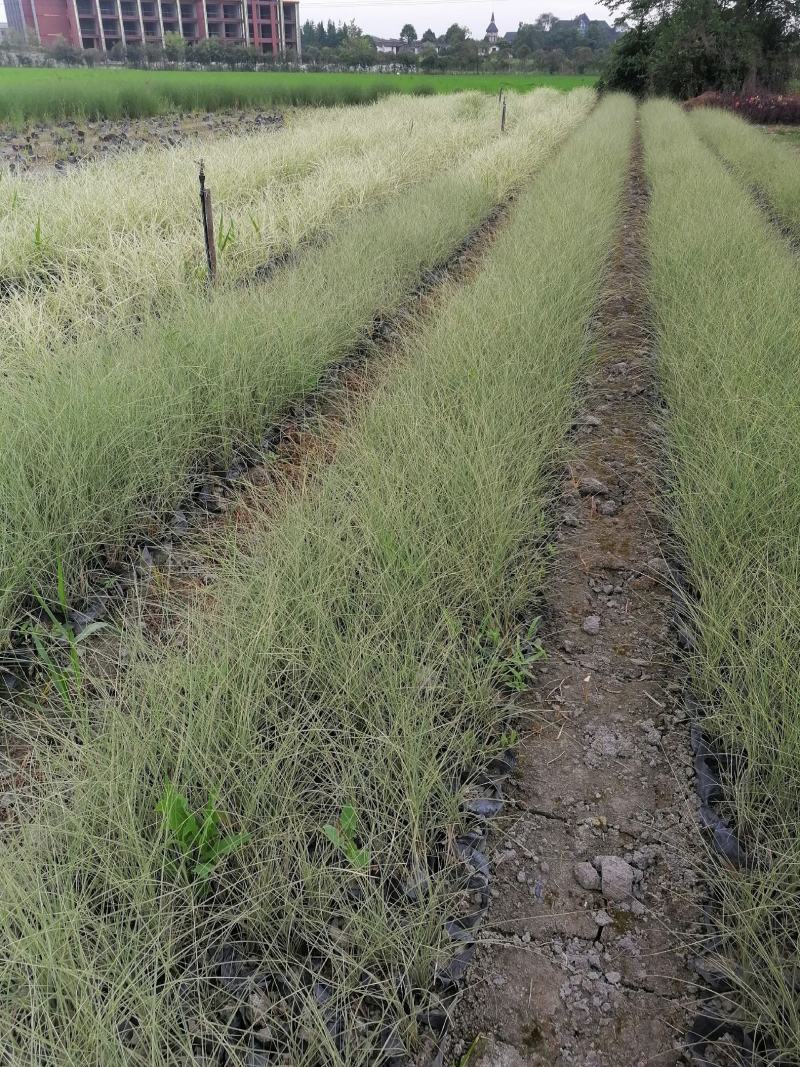 基地直销细叶芒自家苗圃批发细叶芒细叶芒杯苗