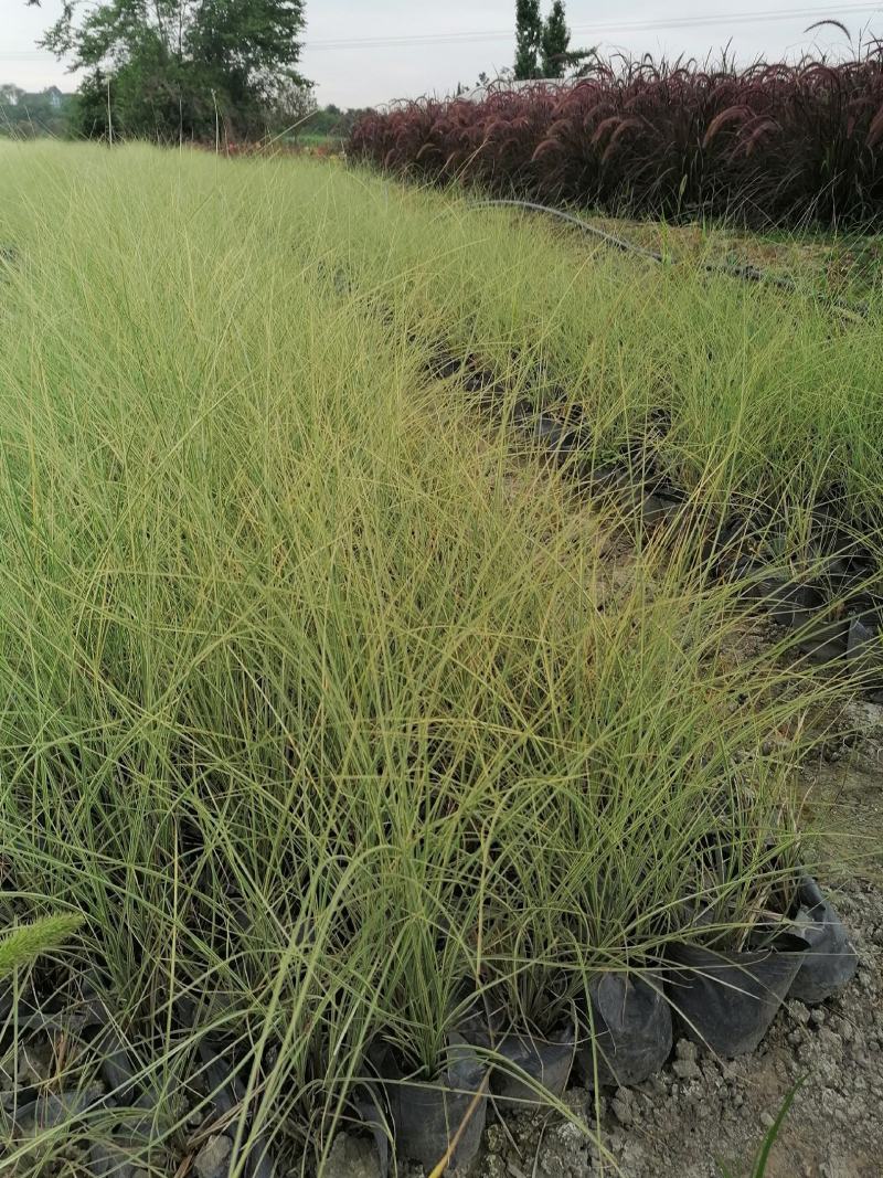 基地直销细叶芒自家苗圃批发细叶芒细叶芒杯苗