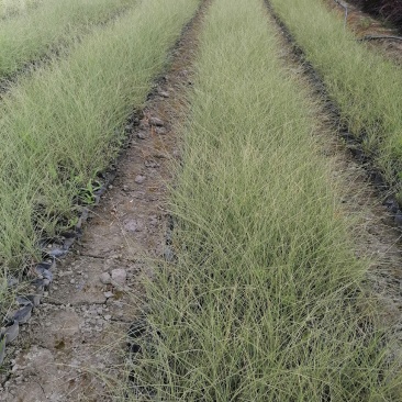 基地直销细叶芒自家苗圃批发细叶芒细叶芒杯苗