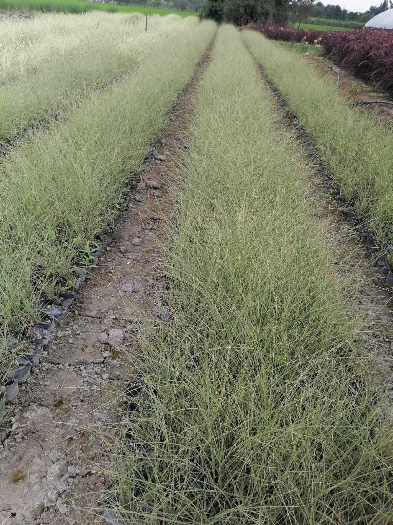 基地直销细叶芒自家苗圃批发细叶芒细叶芒杯苗