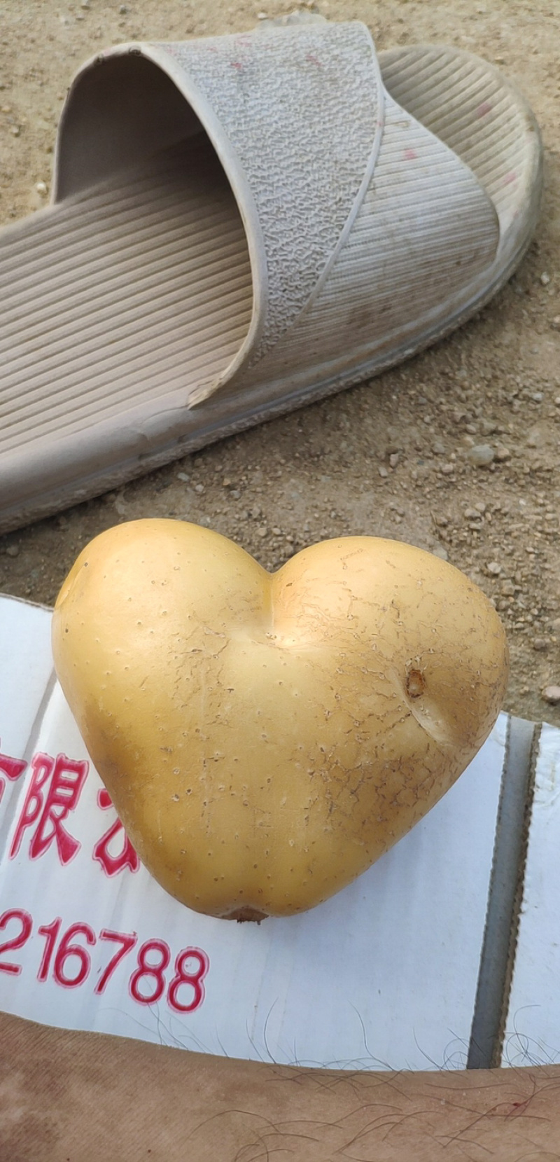 2020年新土豆