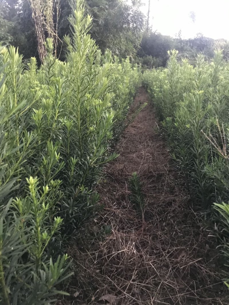 罗汉松小苗大量供应价格面议