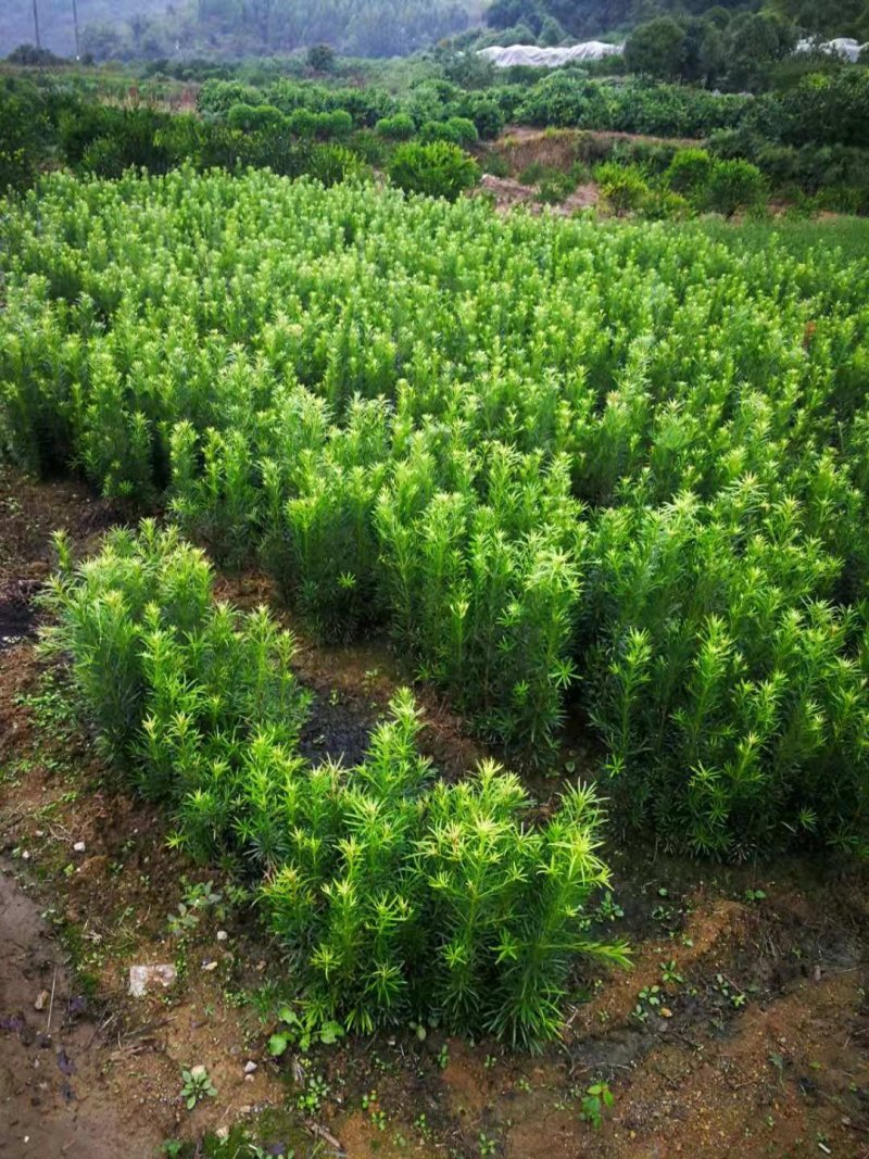 罗汉松小苗大量供应价格面议