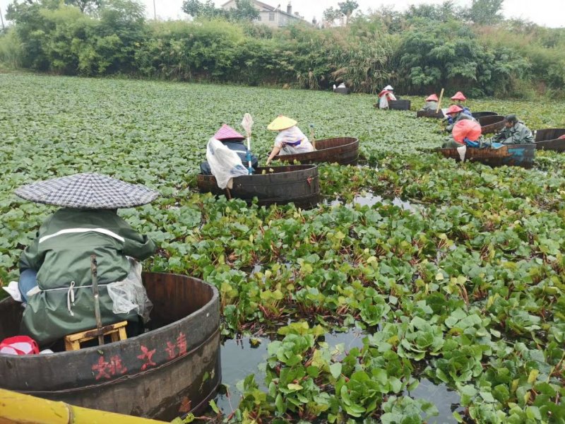菱角青菱角大菱角大别山湖北黄冈蕲春老嫩菱角