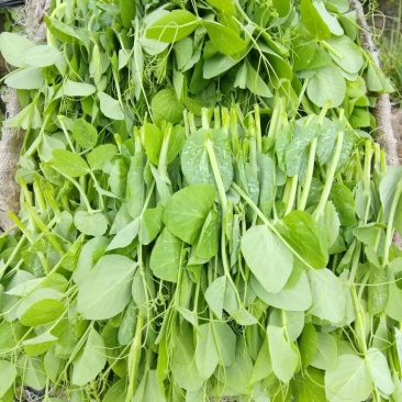 豌豆尖现货供应新鲜上市。