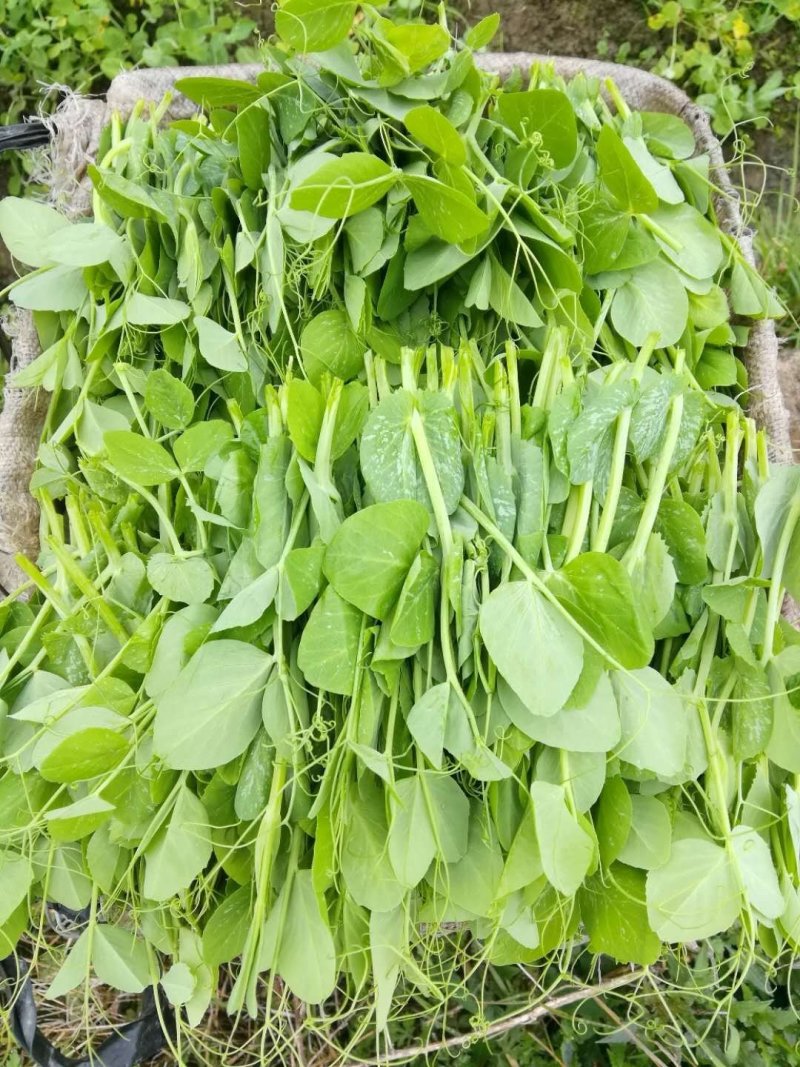 豌豆尖现货供应新鲜上市。