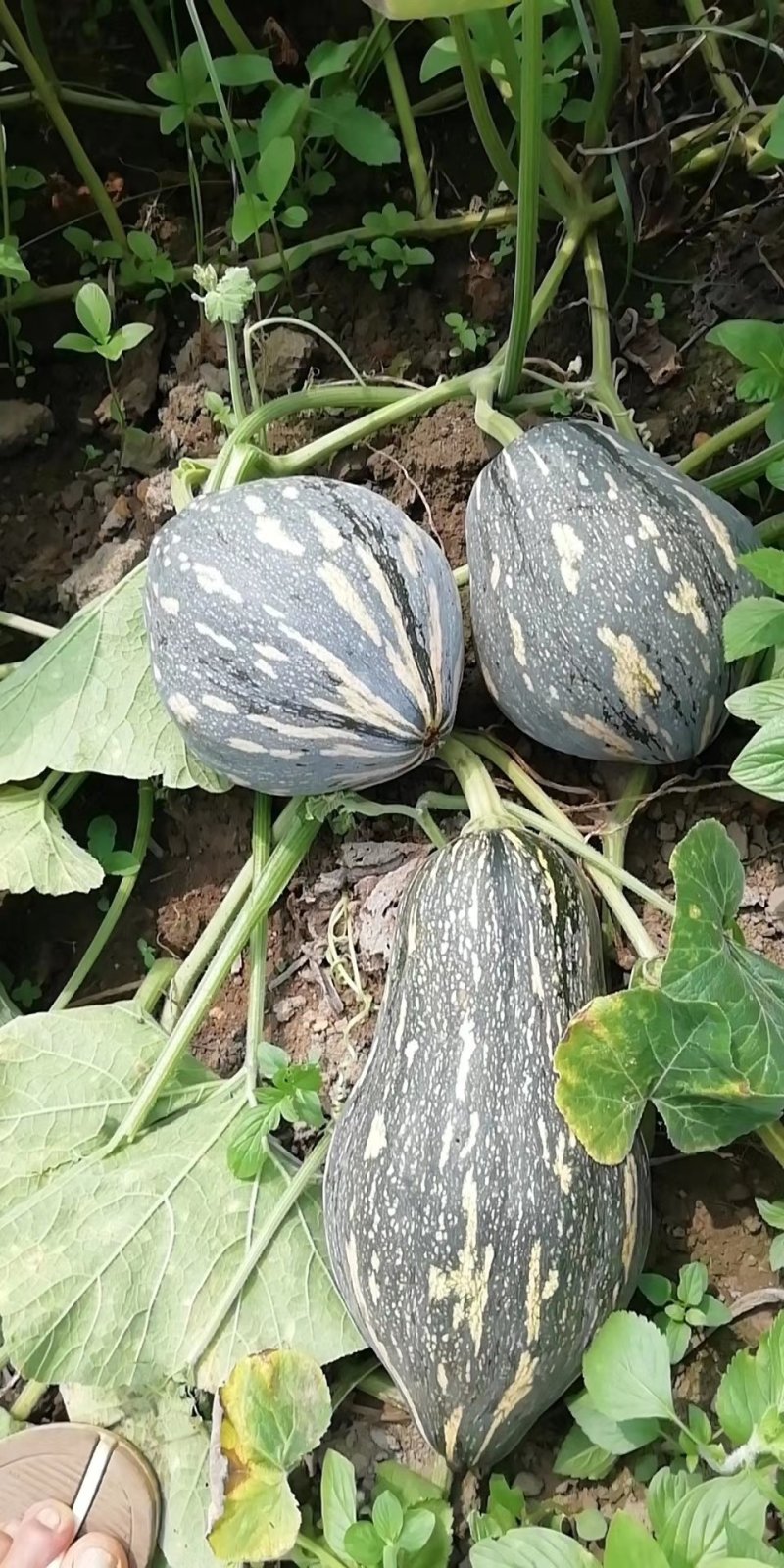 香芋南瓜