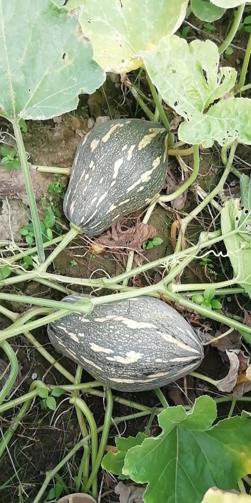 香芋南瓜