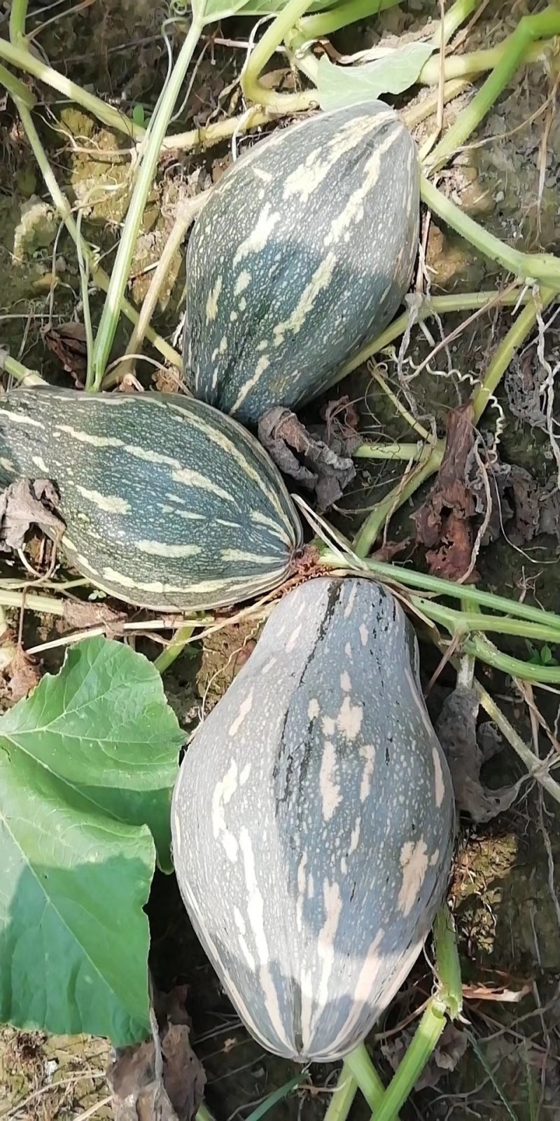 香芋南瓜