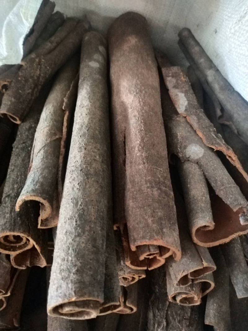 桂花桂通烟仔桂