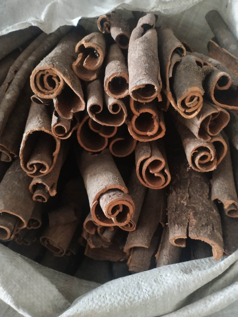 桂花桂通烟仔桂