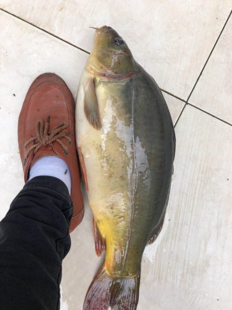 镜鲤鱼苗，裸鲤鱼苗，无鳞鲤鱼苗，苗场直销，量大可送货上门
