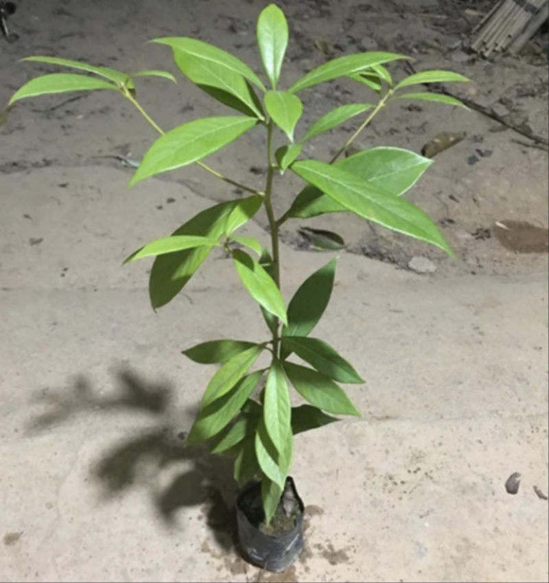 正宗金丝楠木小叶楨楠树苗名贵珍稀树种优质苗