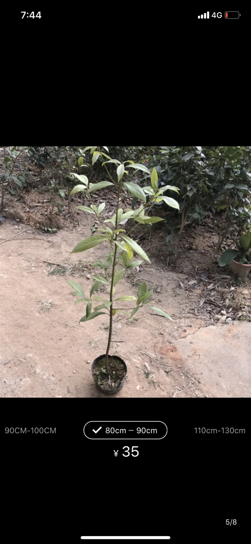 正宗金丝楠木小叶楨楠树苗名贵珍稀树种优质苗