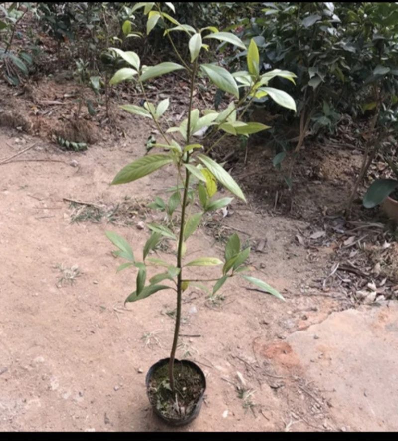正宗金丝楠木小叶楨楠树苗名贵珍稀树种优质苗