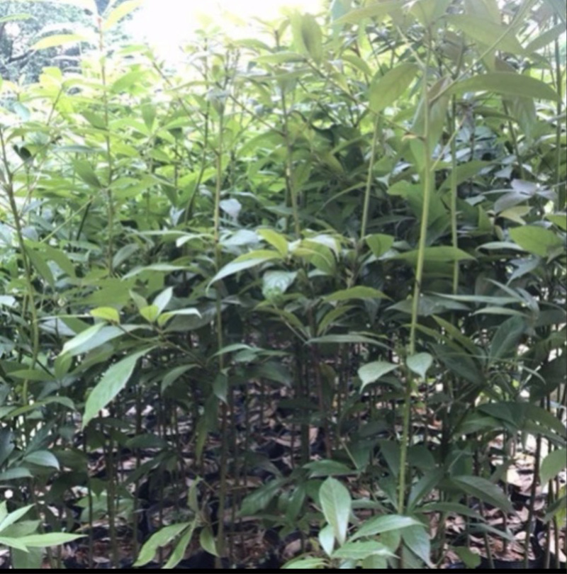 正宗金丝楠木小叶楨楠树苗名贵珍稀树种优质苗