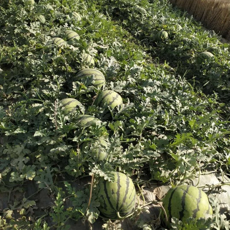 精品甜王西瓜大量上市