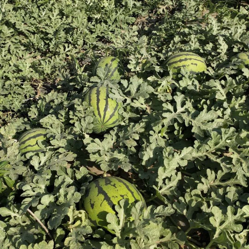 精品甜王西瓜大量上市