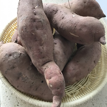 甘甜红薯🍠