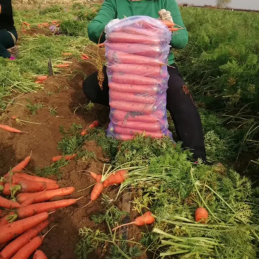 胡萝卜萝卜三红胡萝卜，精品胡萝卜，自己的种植基地