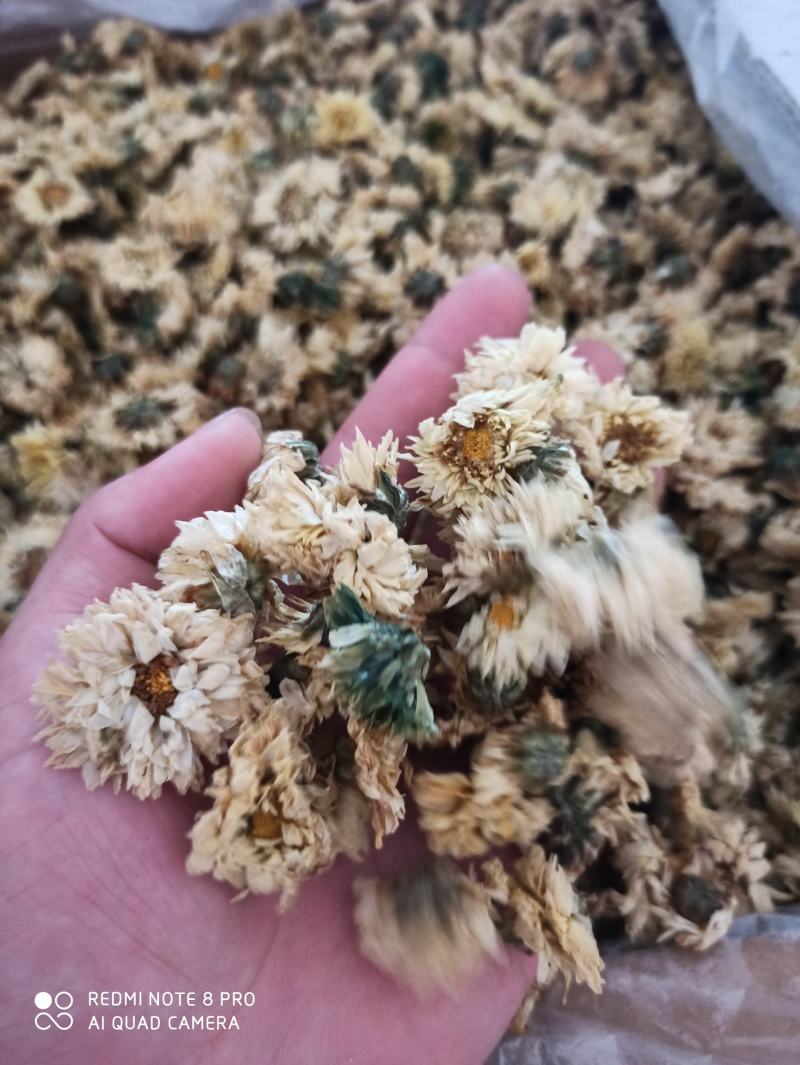 杭州白菊散装正品无硫专营批发