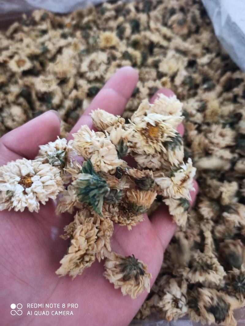 杭州白菊散装正品无硫专营批发