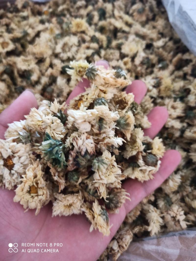 杭州白菊散装正品无硫专营批发