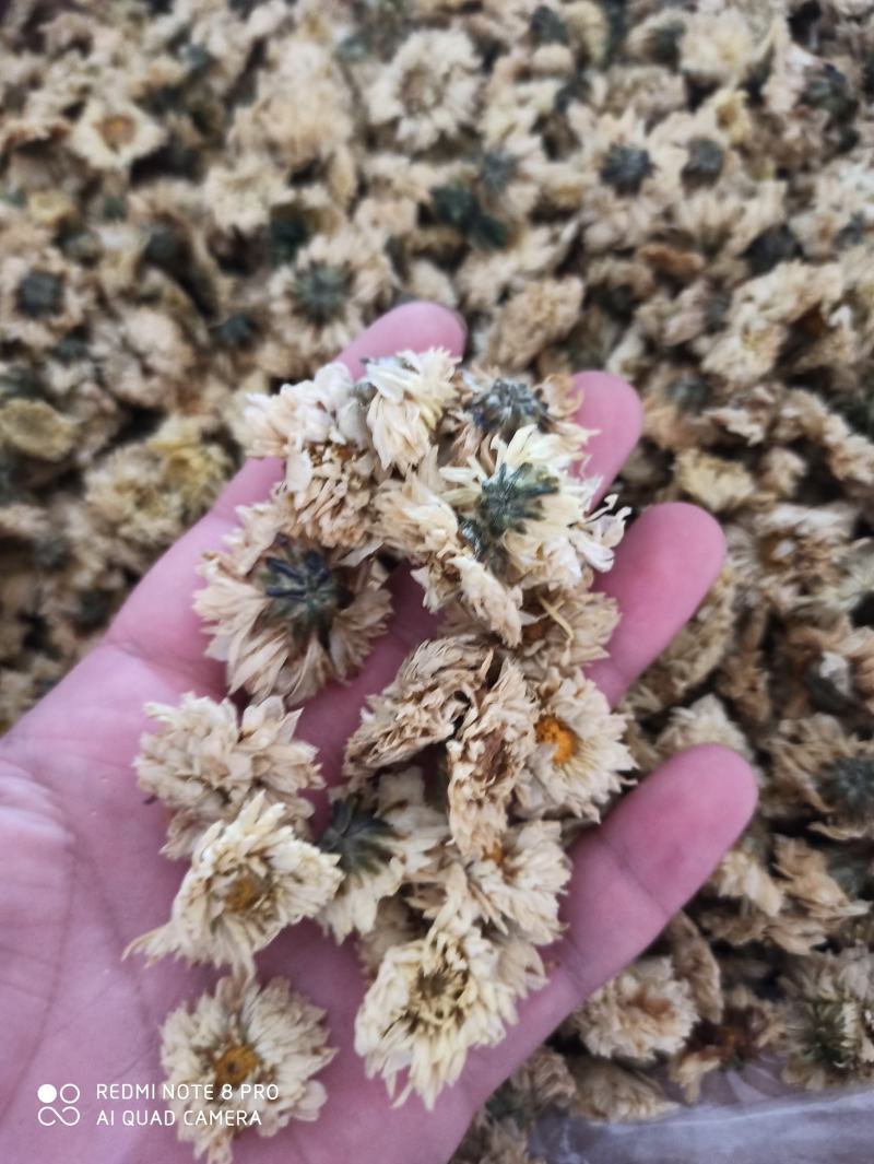 杭州白菊散装正品无硫专营批发
