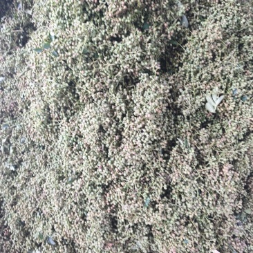 鲜花椒，花椒