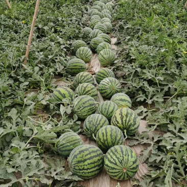 云南无籽美嘟大量供应皮薄瓢红包熟包甜货源充足无籽
