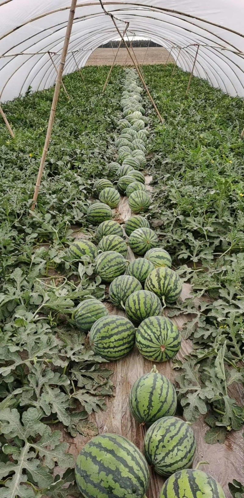 云南无籽美嘟大量供应皮薄瓢红包熟包甜货源充足无籽