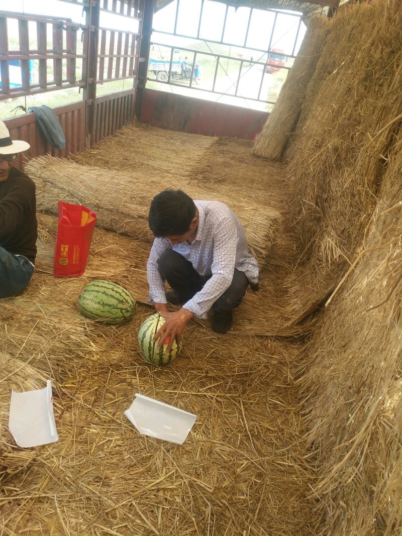 宁夏西沙瓜金花双红壤