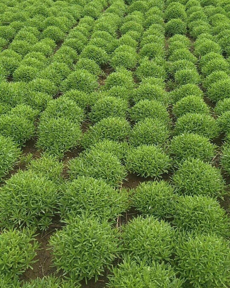 养心菜苗子，高钙菜苗子，救心菜苗子，景天三七成活率高