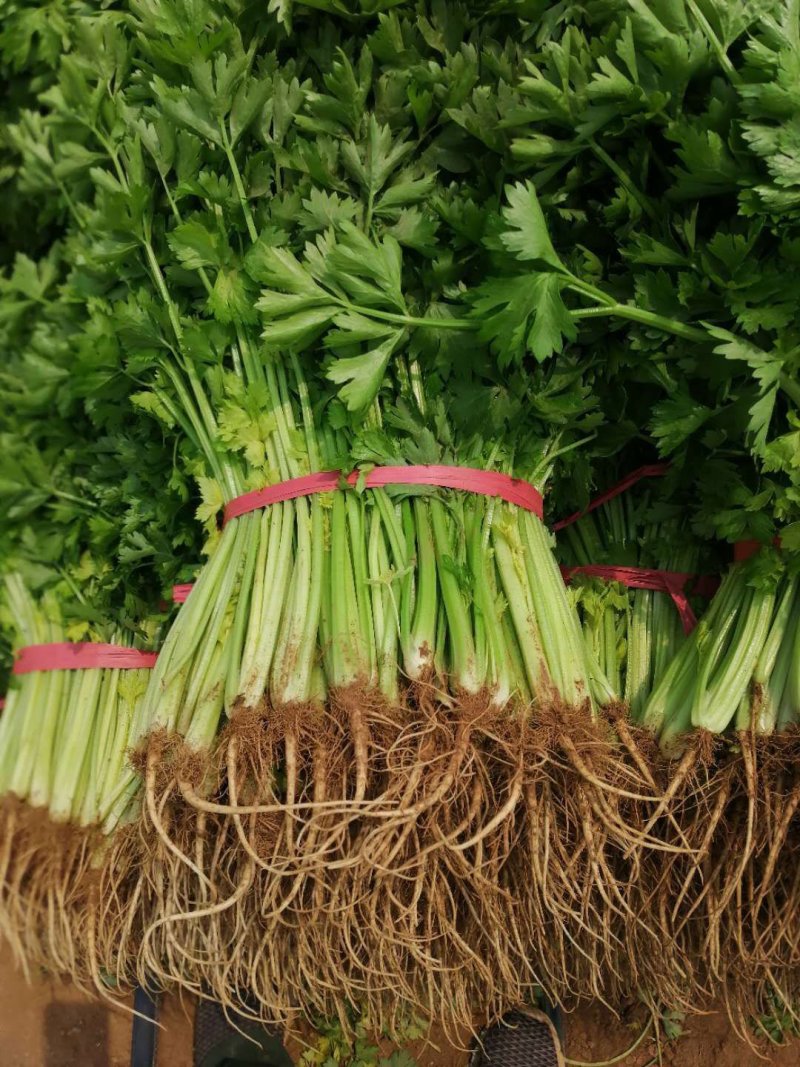 辽宁锦州凌海芹菜大量上市，欢迎各地老板前来我地区采购！