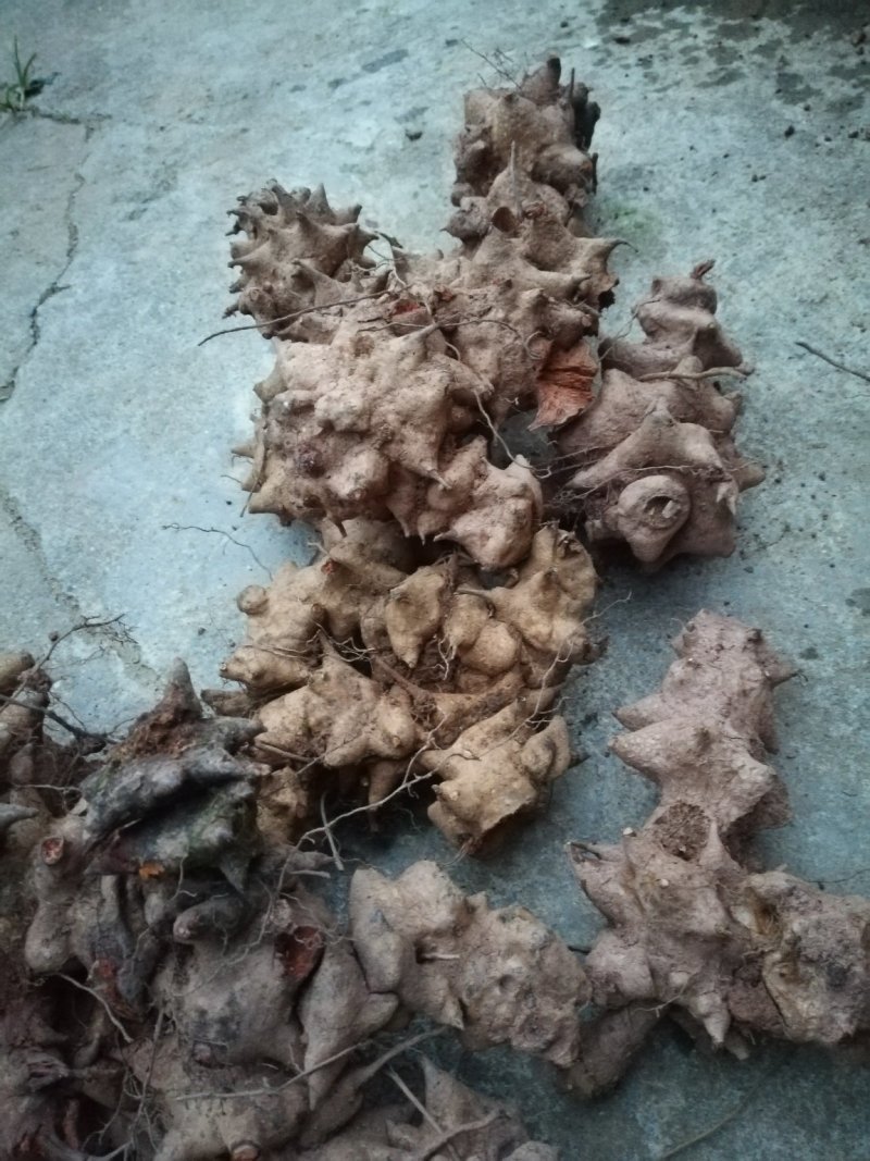 金刚刺金刚头菝葜