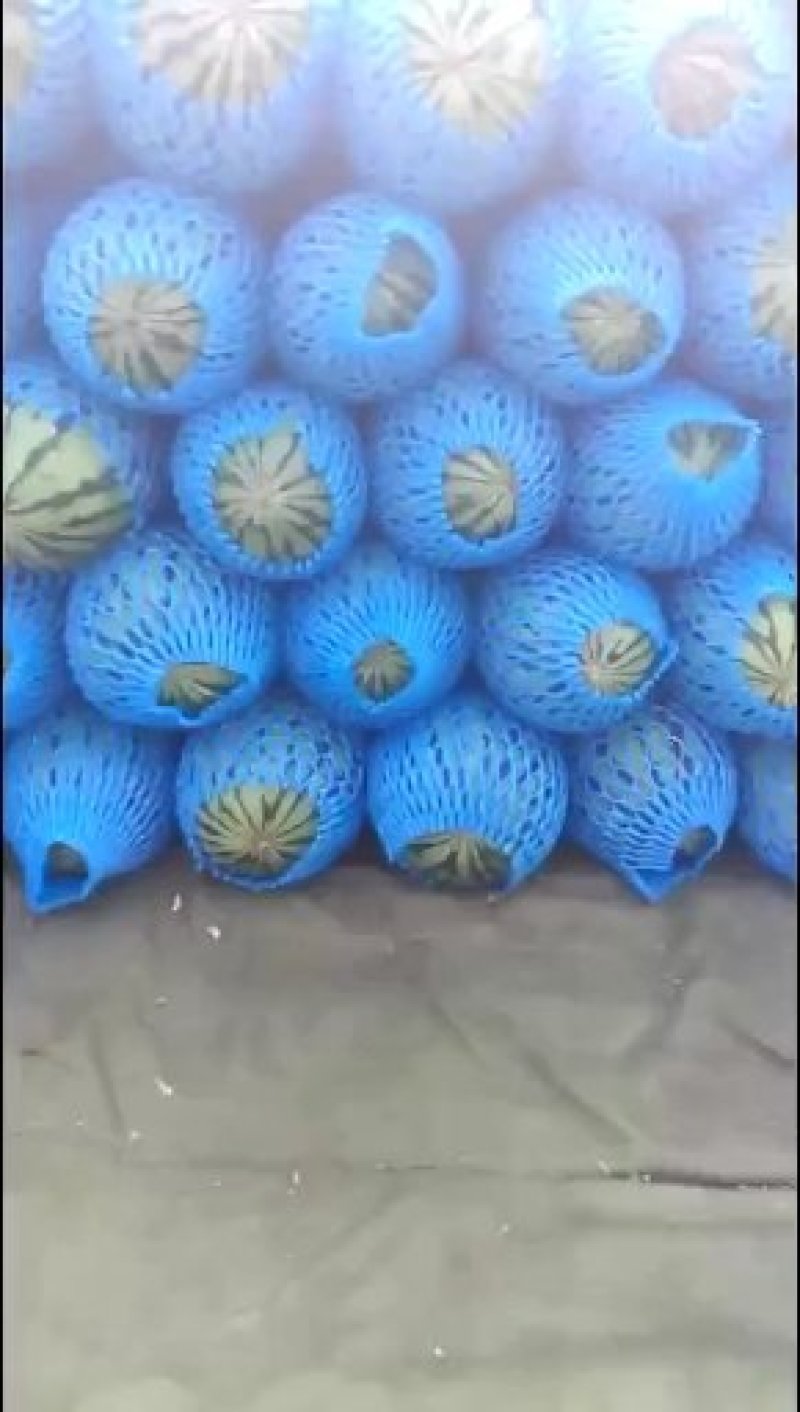 山东精品全美2K西瓜早春红玉西瓜保质保量一手货源