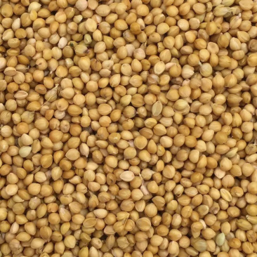 大量供应大颗粒优质黄谷子鸟食鸟粮鹦鹉粮鸽粮小米